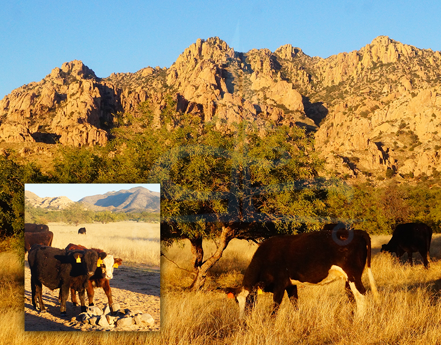 cows near the dragoon mountains