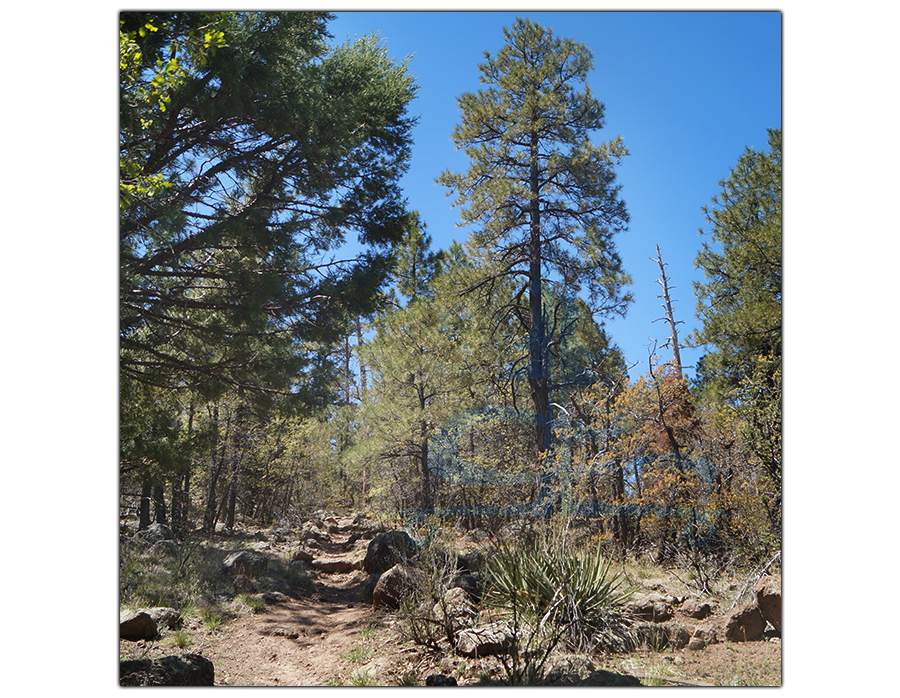 hiking trail through the conifers