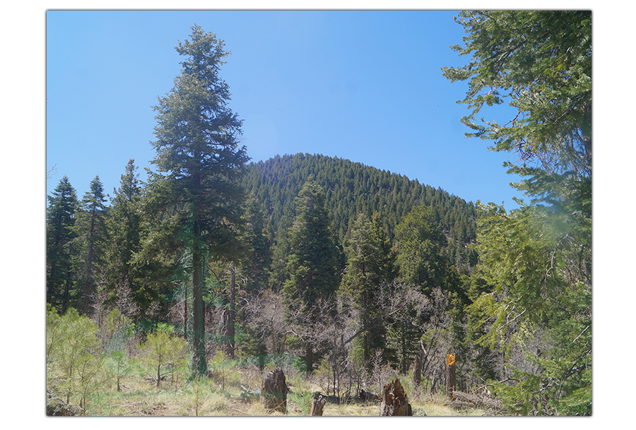 beginning of bill williams mountain hike