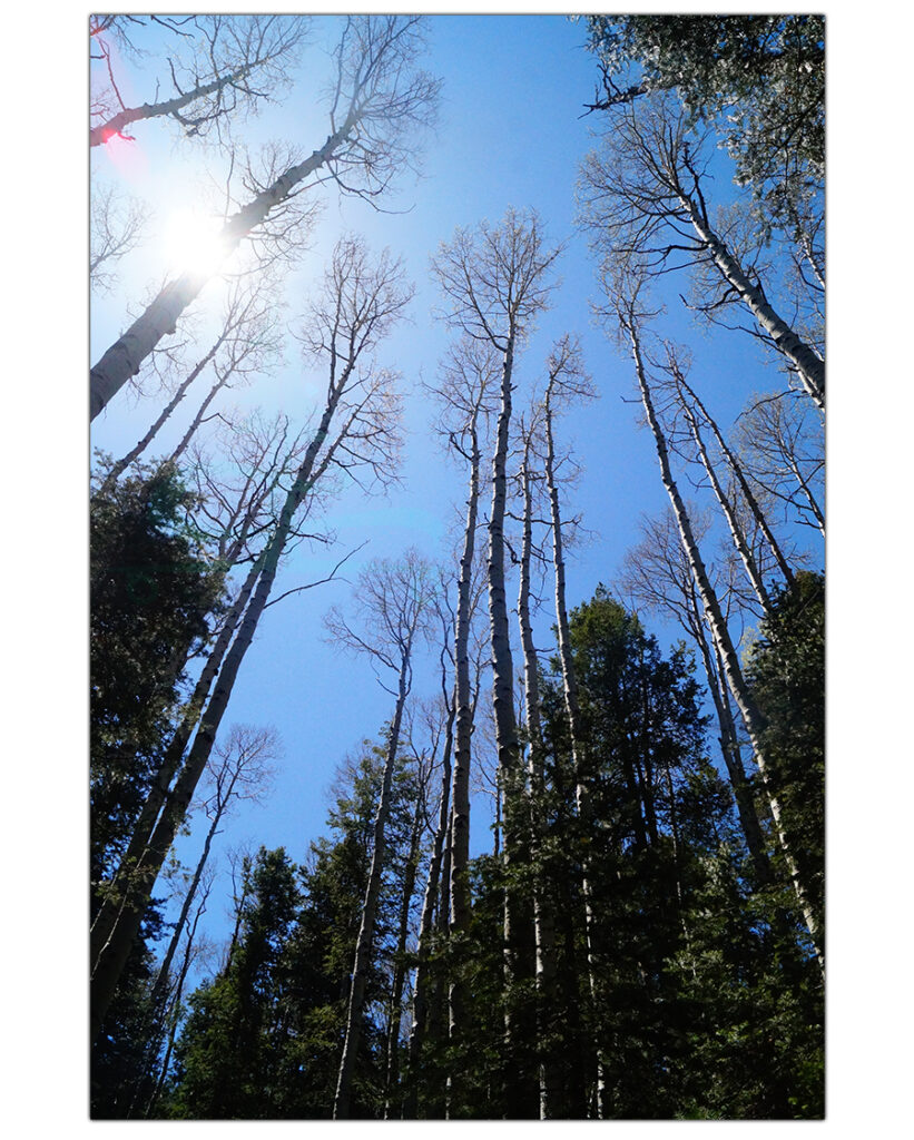 tall aspen view along the trail