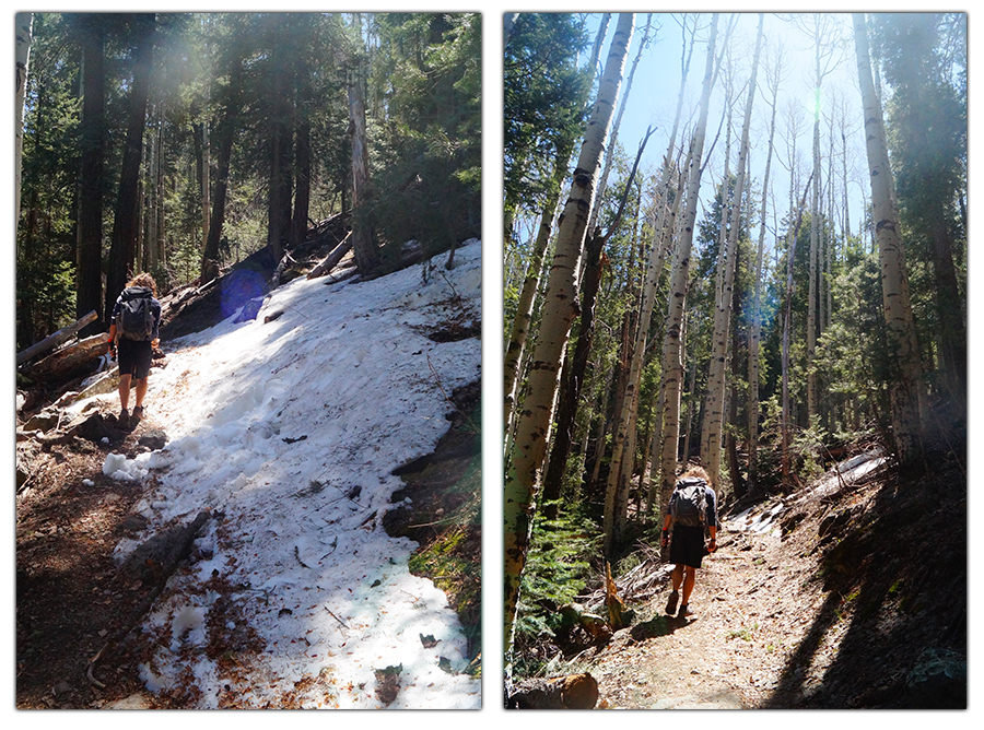 hiking through the aspen in kaibab national forest