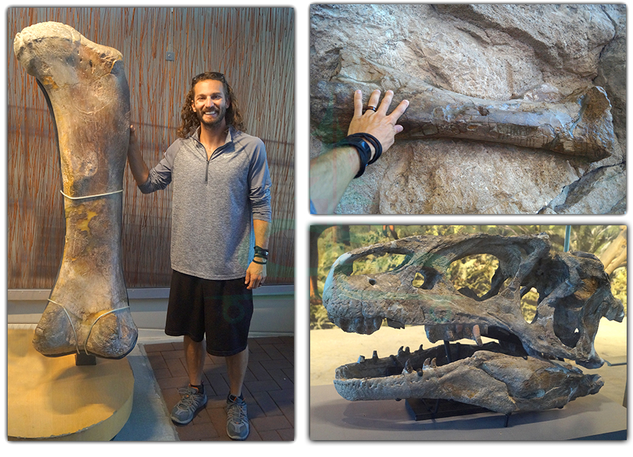 dinosaur bones at quarry exhibit hall in dinosaur national monument 