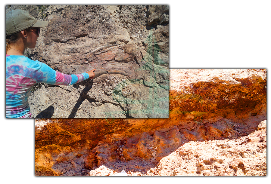 dinosaur fossils on fossil discovery trail