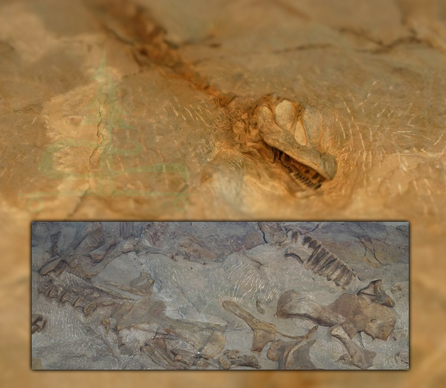 real dinosaur bones at dinosaur national monument 