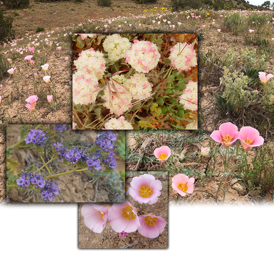diversity of wildflowers in colorado