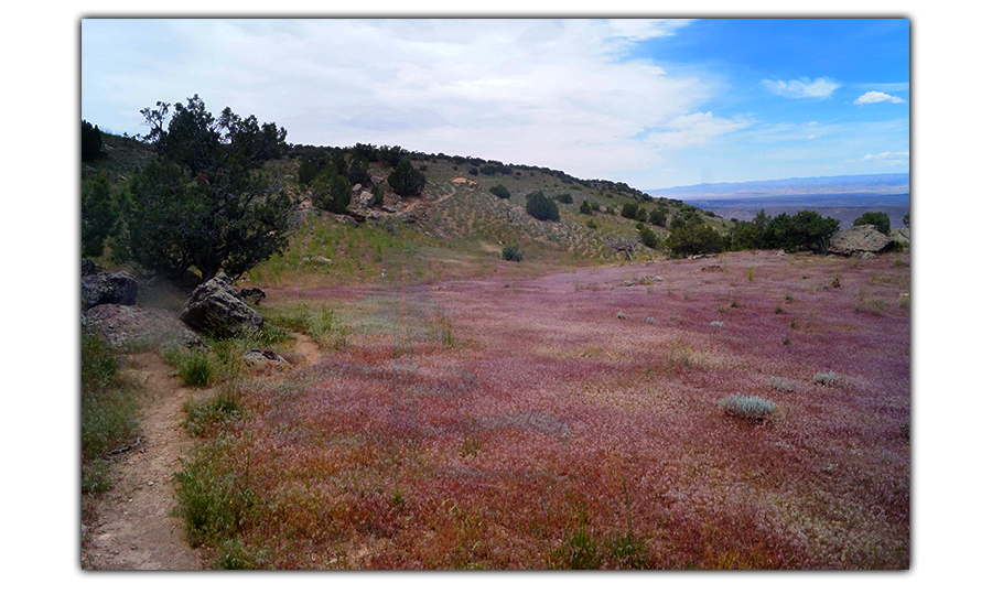 colorful grasses along rabbits ear trail