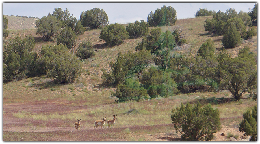 pronghorn in mcinnis national conservation area