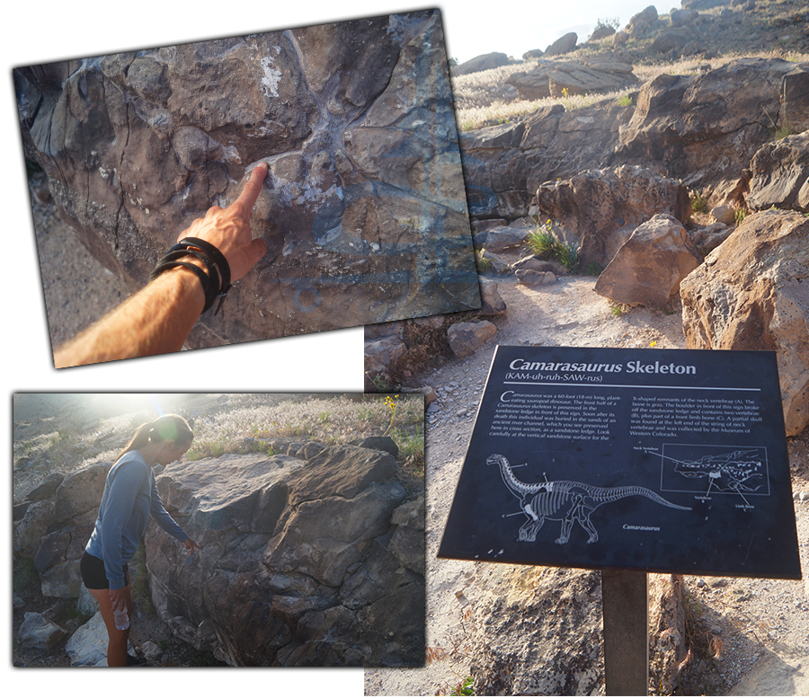 dinosaur bones in the rock in colorado