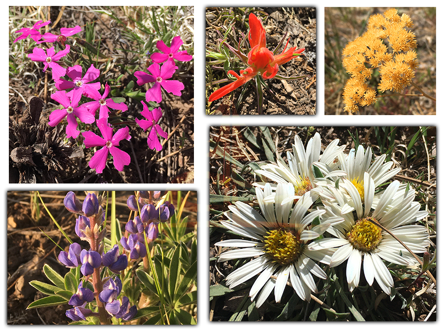 flowers in the kaibab national forest