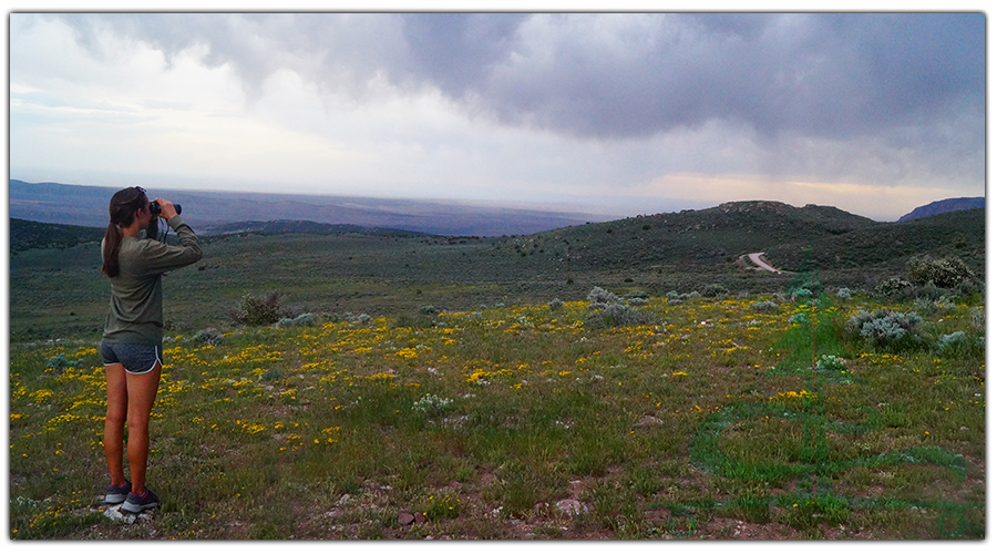 looking for pronghorn while camping near dinosaur national park