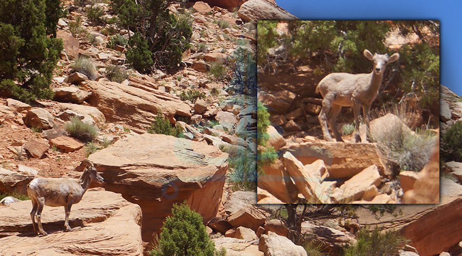bighorn sheep on lower monument trail