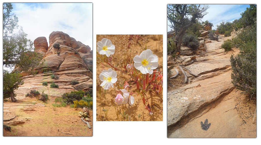 pretty scenery along the trail