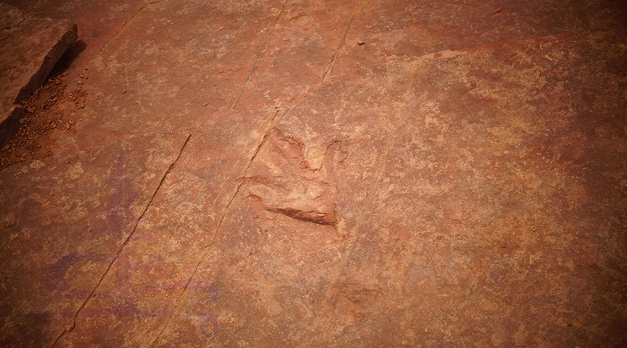 dinosaur tracks at red fleet dinosaur trackway trail