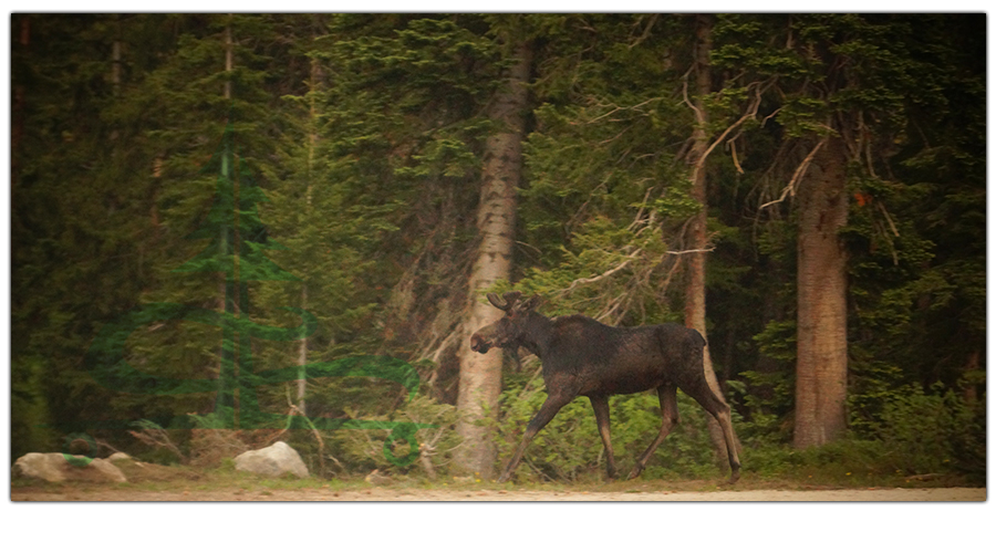 beautiful moose near our camp spot on buffalo pass road