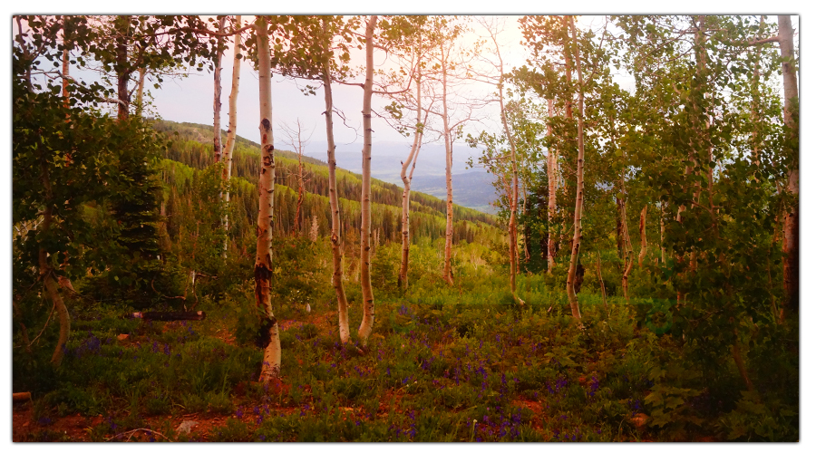 aspen and valley views from our dispersed camp spot on buffalo pass road