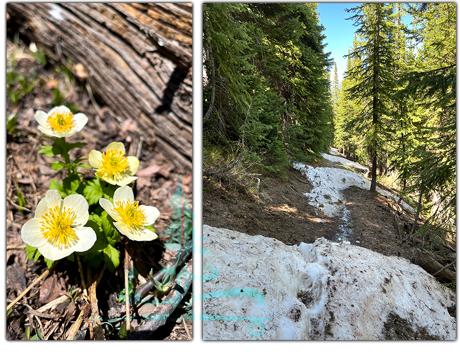 snow patches on the trail through the woods