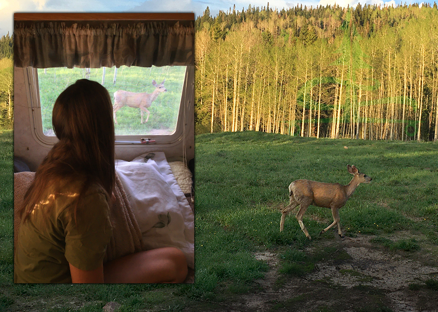 deer while camping in the flat tops wilderness
