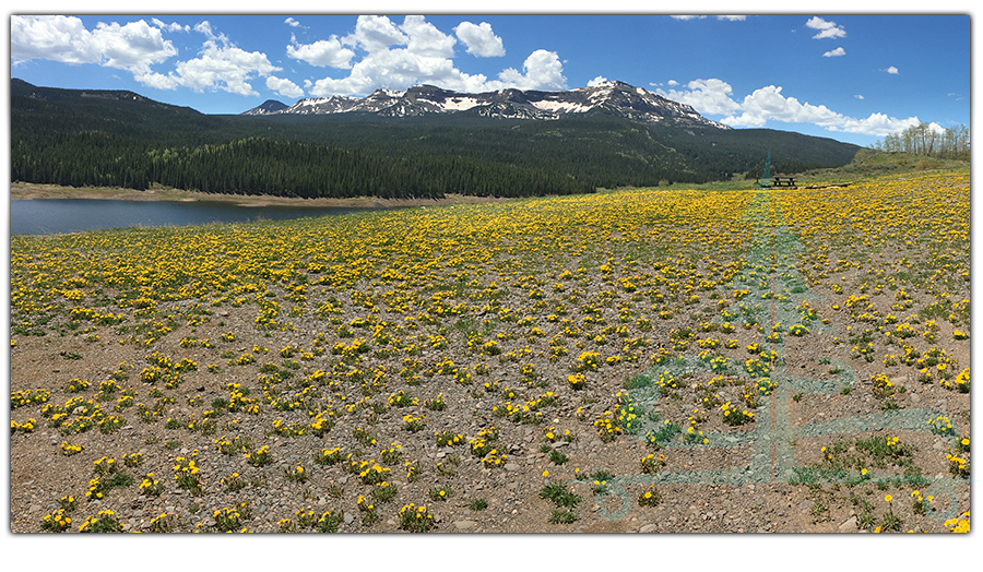 wildflowers at yamcolo reservoir in flat tops wilderness