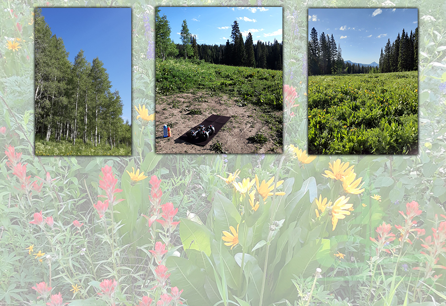 flowers and open meadow