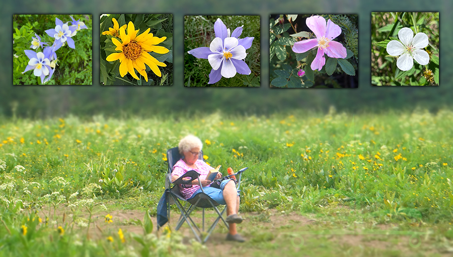 grandma enjoying a book in the flowery meadow