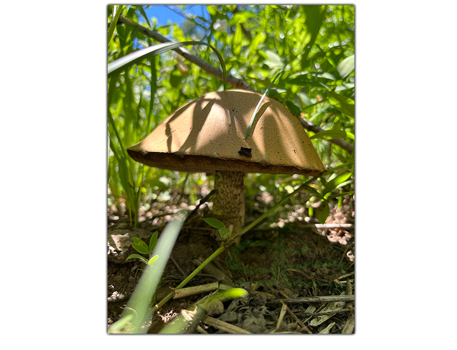 cute mushroom near our camp spot