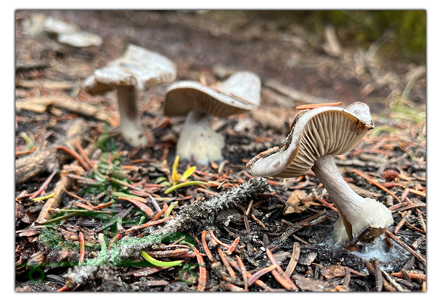 mushrooms on our zirkel circle loop