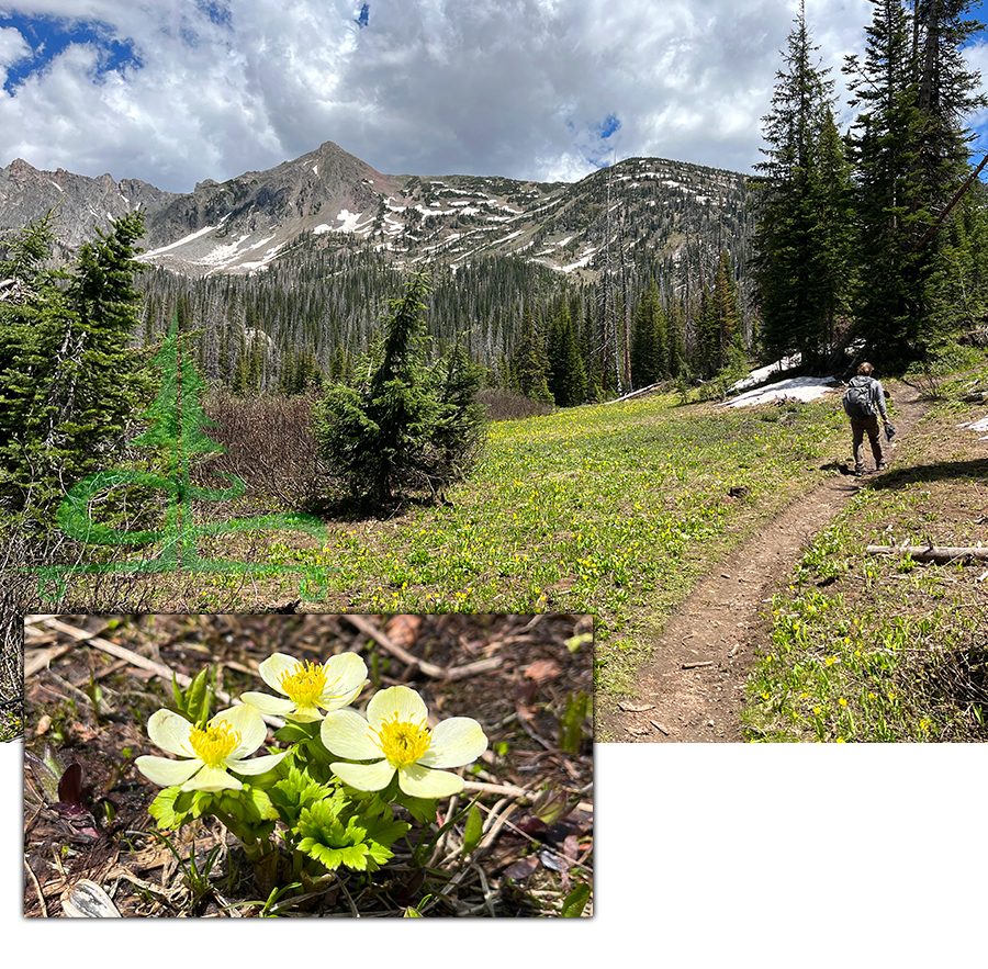 wildflowers and mountain views hiking mount zirkel wilderness