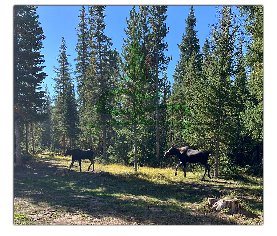 majestic moose by our camp spot in colorado