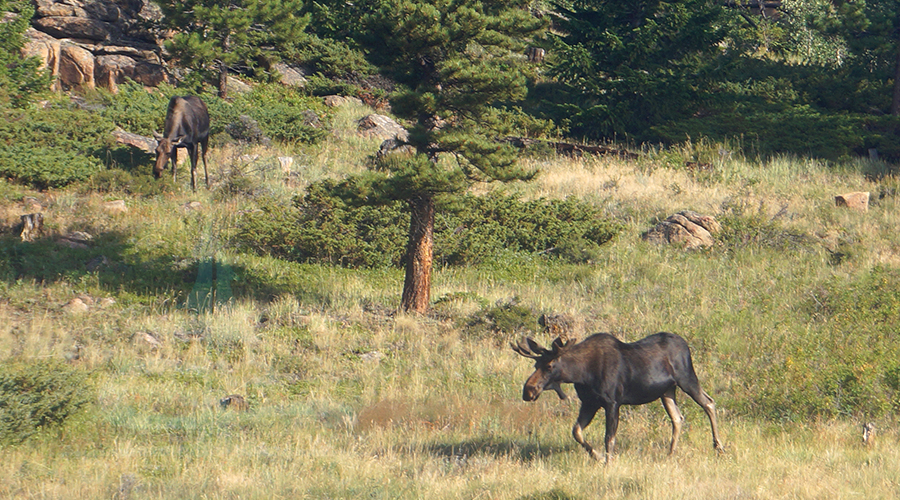 majestic moose in northern colorado