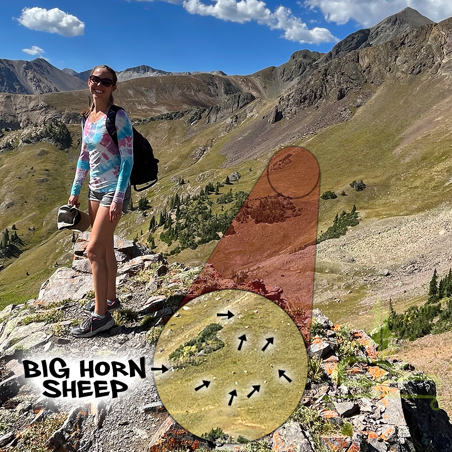 bighorn sheep near american lakes trail
