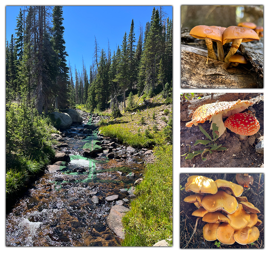 fascinating fungi in roosevelt national forest