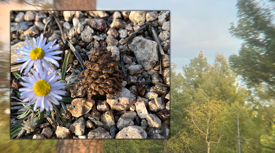 pinecone and flowers