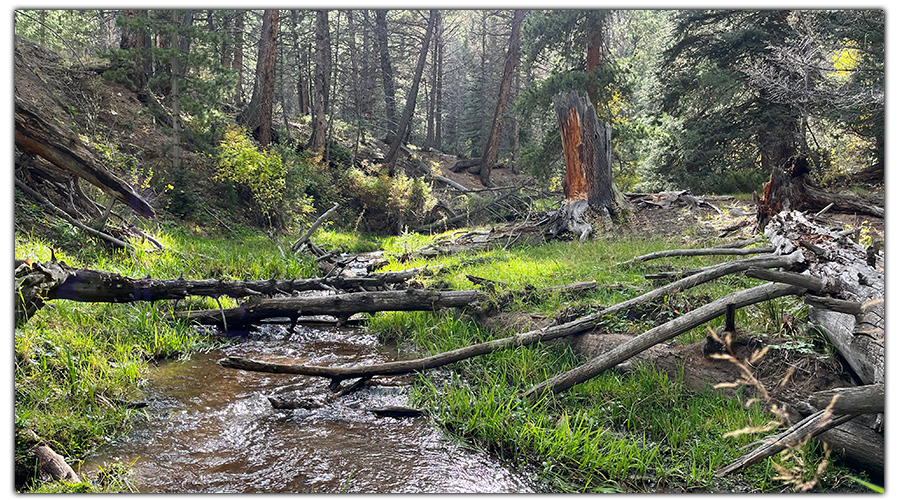 nearby creek while camping near mt shavano