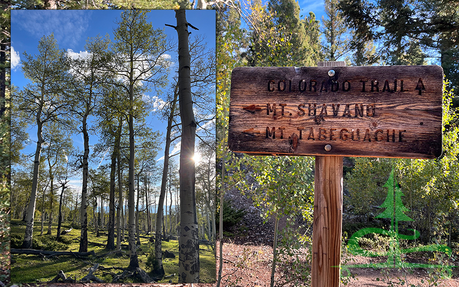 tall aspen and an intersection with the colorado trail